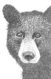 Bear, 2016. 5" x 7" graphite (prints available)
